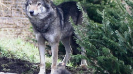 우두머리 늑대 죽자 다른 늑대들도 안락사시킨 英동물원, 왜