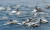 참돌고래 300여 마리가 울산시 울기등대 동쪽에 운항 중이던 고래바다여행선 주위에서 헤엄치고 있다. 연합뉴스