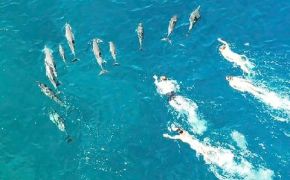 ”돌고래 쫓아다니지마!”…하와이 당국, 관광객 무더기 고발한 이유