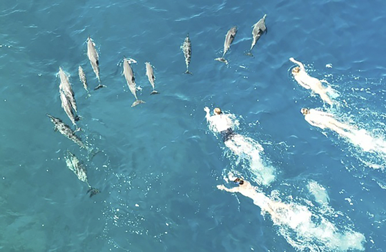 지난 26일 하와이 앞바다에서 스노클링을 하며 스피너 돌고래 떼를 쫓아가는 수영객들. AP=연합뉴스 