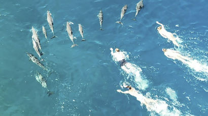 "돌고래 쫓아다니지마!"…하와이 당국, 관광객 무더기 고발한 이유