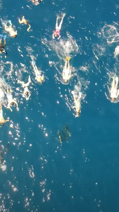 "돌고래 쫓아다니지마!"…하와이 당국, 관광객 무더기 고발한 이유