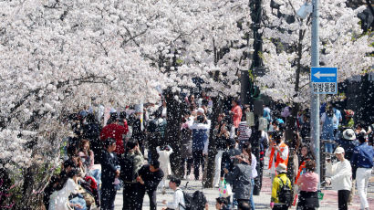 [포토타임] 올 봄 '벚꽃 엔딩'이 얼마 남지 않았습니다