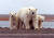 알래스카의 북극곰들. [로이터=연합뉴스]