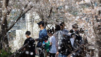 때이른 '벚꽃비' 세계기상기구도 주시…초봄 3월, 초여름 더위 왜