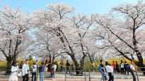 4년 만에 벚꽃축제 한창…서울 아름다운 봄 꽃길 171선, 어디