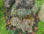 지난달 31일 국내 최초로 조성돼 개장한 경기도 포천시 국립수목원 내 ‘지의류 정원’ 내 사슴지. 사진 국립수목원