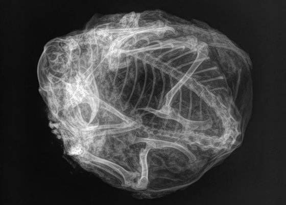 북극땅다람쥐 미라 X-레이. 사진 유콘 주