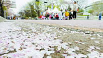 4월에 눈 걱정하던 제천…조기 개화에 ‘꽃 없는 벚꽃축제’한다
