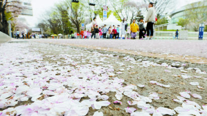 4월에 눈 걱정하던 제천…조기 개화에 ‘꽃 없는 벚꽃축제’한다