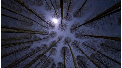 [조용철의 마음풍경] 메타세쿼이아 숲에 뜬 둥근 달