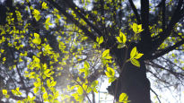바람 불면 ‘반딧불이’ 춤춘다…4월 남산은 “꽃보다 신록”