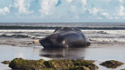 발리서 열흘간 고래 사체 3마리…해양쓰레기 배출국 2위 탓?