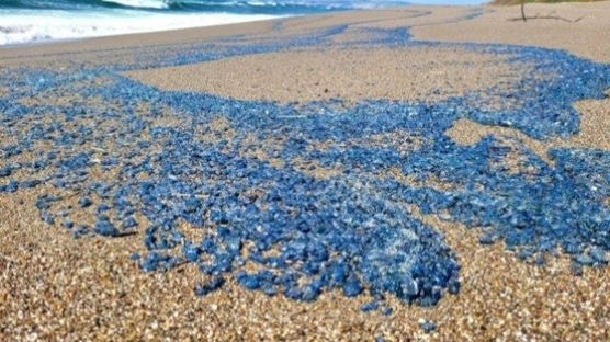"파란 물감?" 만졌다간 찌릿…美캘리포니아 해변 덮친 이 물체