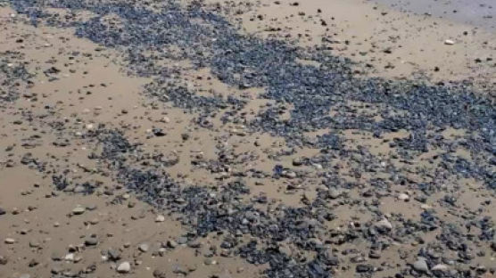 "파란 물감?" 만졌다간 찌릿…美캘리포니아 해변 덮친 이 물체