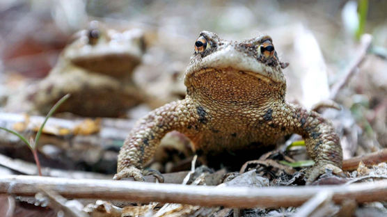 두꺼비 올챙이 99.9% 몰살시켰다…벌금 2000만원 70대 사연