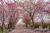 안면암에는 전날(6일) 내린 봄비가 내렸다. 복전함 가는 오솔길 곳곳에 벚꽃이 내려 앉았다. 