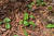 산마늘 어린 풀. 사진 국립수목원