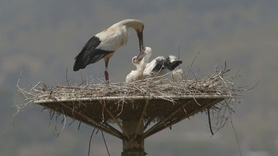 [사진] “엄마 빨리 주세요” 배고픈 새끼 황새