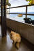 키프로스 어디서나 친근하게 다가오는 고양이를 만날 수 있다. 
