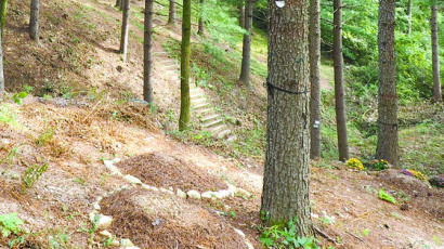'민둥산' 된 수목장림…산림청, 100곳 대상 운영관리 지침 실태 조사