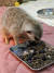 올해 충청남도 예산에서 발견, 구조된 미어캣이 충남 야생동물구조센터에서 사료를 먹고 있다. [충남 야생동물구조센터 제공]
