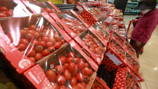 [사진] ‘쓴맛’ 본 방울토마토, 한달새 값 33% 하락