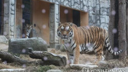 청주 동물원에서 태어난 16살 한국호랑이 호붐이 숨져