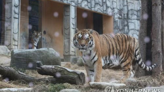 청주 동물원에서 태어난 16살 한국호랑이 호붐이 숨져