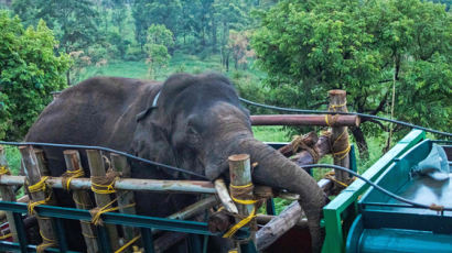 인도 주민 6명 죽인 악명높은 코끼리…150명 동원해 잡았다
