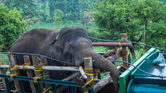 인도 주민 6명 죽인 악명높은 코끼리…150명 동원해 잡았다