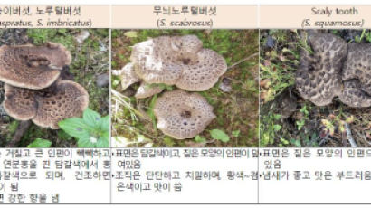 식약처, '가짜 능이버섯' 수입 판매한 업체 3곳 적발