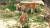 서울대공원 맹수사에 살고 있는 시베리아 호랑이 백두(앞), 태백(뒤). 이세영PD