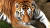 지난달 16일 서울대공원 맹수사에 사는 시베리아 호랑이 태백이가 카메라를 노려보고 있다. 왕준열PD 