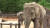 지난 6월 서울대공원 코끼리 '사쿠라'가 서서 잠을 자고 있다.왕준열PD