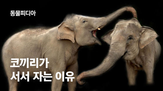 "죽을때까지 성장"…'육상 최고 몸무게' 코끼리, 서서 자는 이유 [동물피디아]