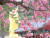 속리산국립공원 법주사에서 겹벚꽃이 핀 모습. 국립공원공단