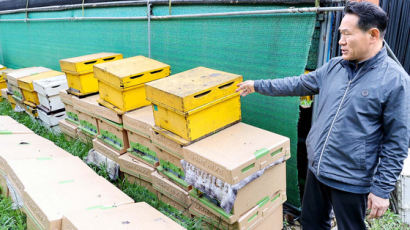 [단독] '꿀벌 실종' 재앙 현실화…"벌통에 100억 썼다" 농가 비명