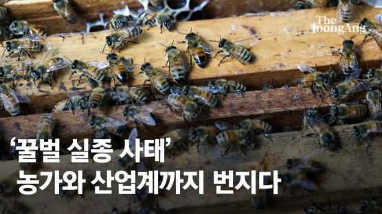 '응애' 타령만 할건가...꿀벌 200억마리 폐사 막을 '꿀나무 해법'[영상]
