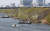 지난 3월 27일 서울시 한강사업본부 직원들이 밤섬에서 버드나무에 하얗게 쌓인 철새 배설물을 고압살수기로 씻어내고 있다. 연합뉴스