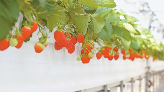 [세계로 뻗어가는 K-농업] 저장성 높이고 맛과 품질 향상…한국 딸기 수출액 17년만에 13배 이상 ‘껑충’