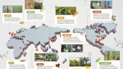 [세계로 뻗어가는 K-농업] 식물 병해충 저항성 품종 개발·보급 통해 ‘우리 쌀’의 브랜드 가치 업그레이드