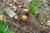 송이는 소나무와 공생 관계를 맺은 외생균근이 땅속으로 넓게 뻗은 뒤 땅위로 나와 자실체(버섯)를 형성한 것이다. 중앙포토