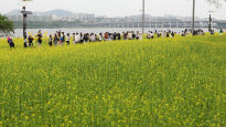 [포토타임] 한강 서래섬 유채꽃 축제... 오는 21일까지