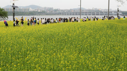 [포토타임] 한강 서래섬 유채꽃 축제... 오는 21일까지