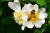 9일 오전 경북 포항시 북구 용흥동 인근 야산에서 꿀벌 한마리가 활짝 핀 찔레꽃으로 날아들어 꿀을 따고 있다. 뉴스1