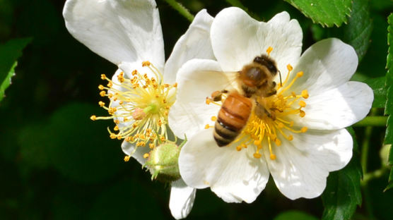 "악! 스트레스" 꽃 많아도 안 가…꿀벌 실종 원인 지목된 이것
