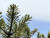 크리스마스 트리로 세계적인 인기를 끌고 있는 한라산 구상나무. 은초록빛 잎이 반짝인다. 최충일 기자