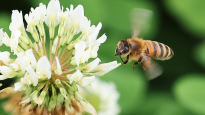 [포토타임] 내일은 세계 벌의 날...꿀벌의 가치는?