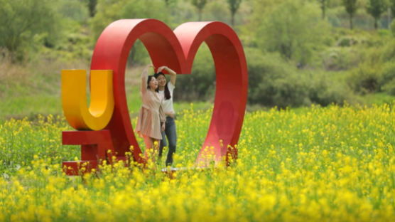 제주 유채꽃밭 인 줄 알았다...쓰레기 뒤덮였던 하천변의 변신 [영상]